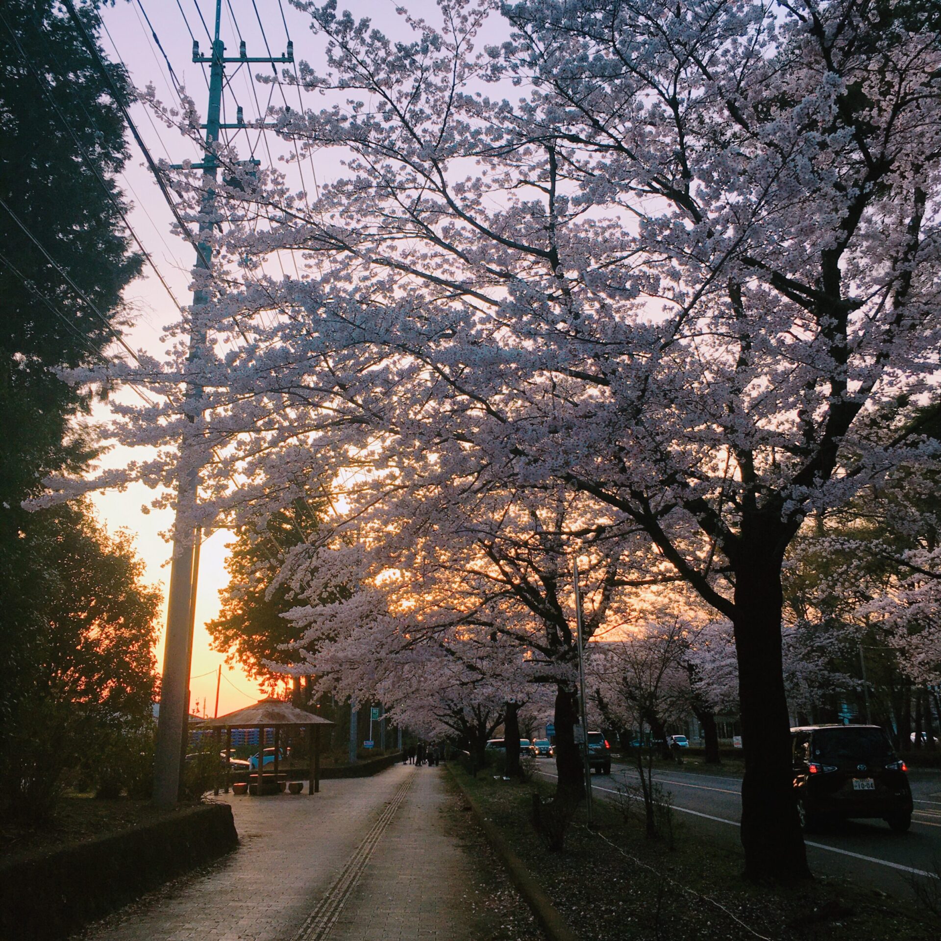 栃木市　お花見