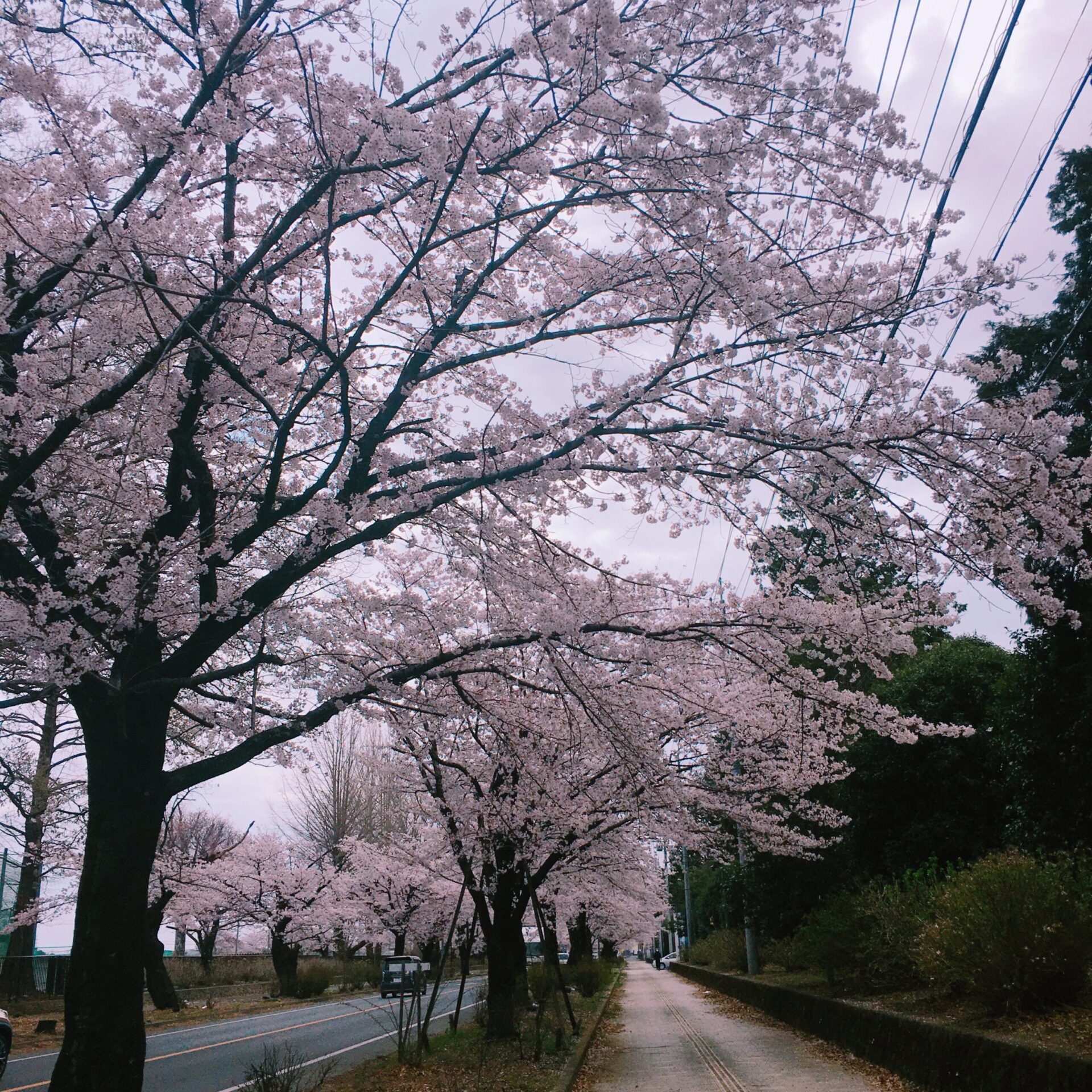 栃木市の桜