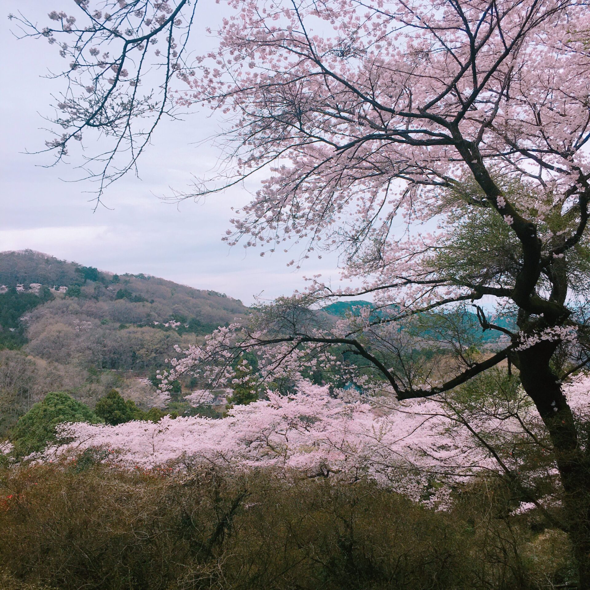 太平山で花見